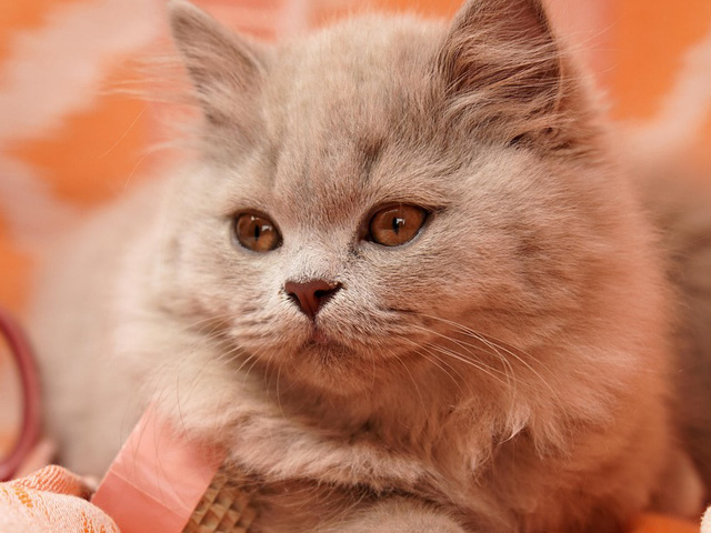 pet vet clinic colombo
